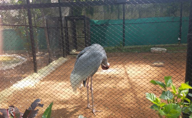 Mysore Zoo : The Chamarajendra Zoological Garden
